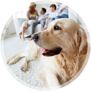 pet2 Leather Cleaning Service Icon