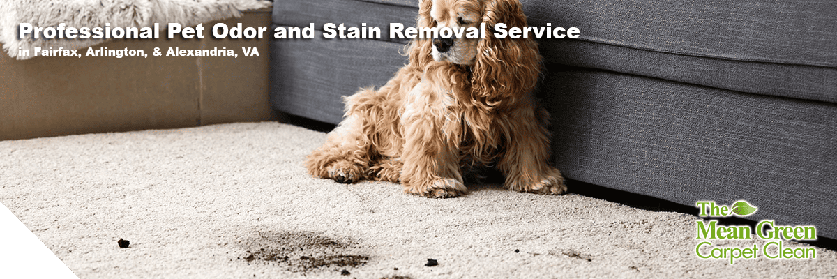 The Mean Green Carpet Clean serving Peabody MA